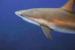 Up Close. Caribbean Reef Shark image taken at Amberjack R... by Allan Vandeford 